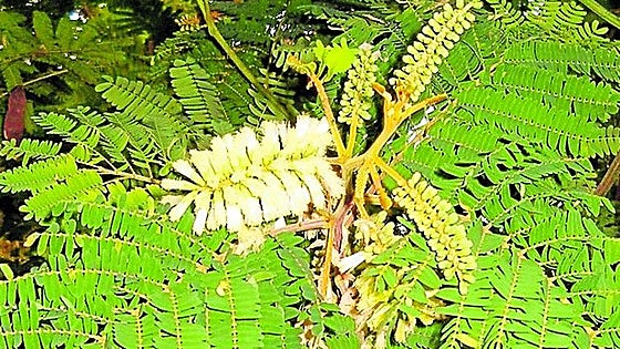 Recommended for your garden in the south of Spain: Paraserianthes lopantha