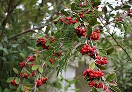 Cotoneaster coriaceus.