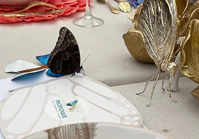 A butterfly on the dinner table