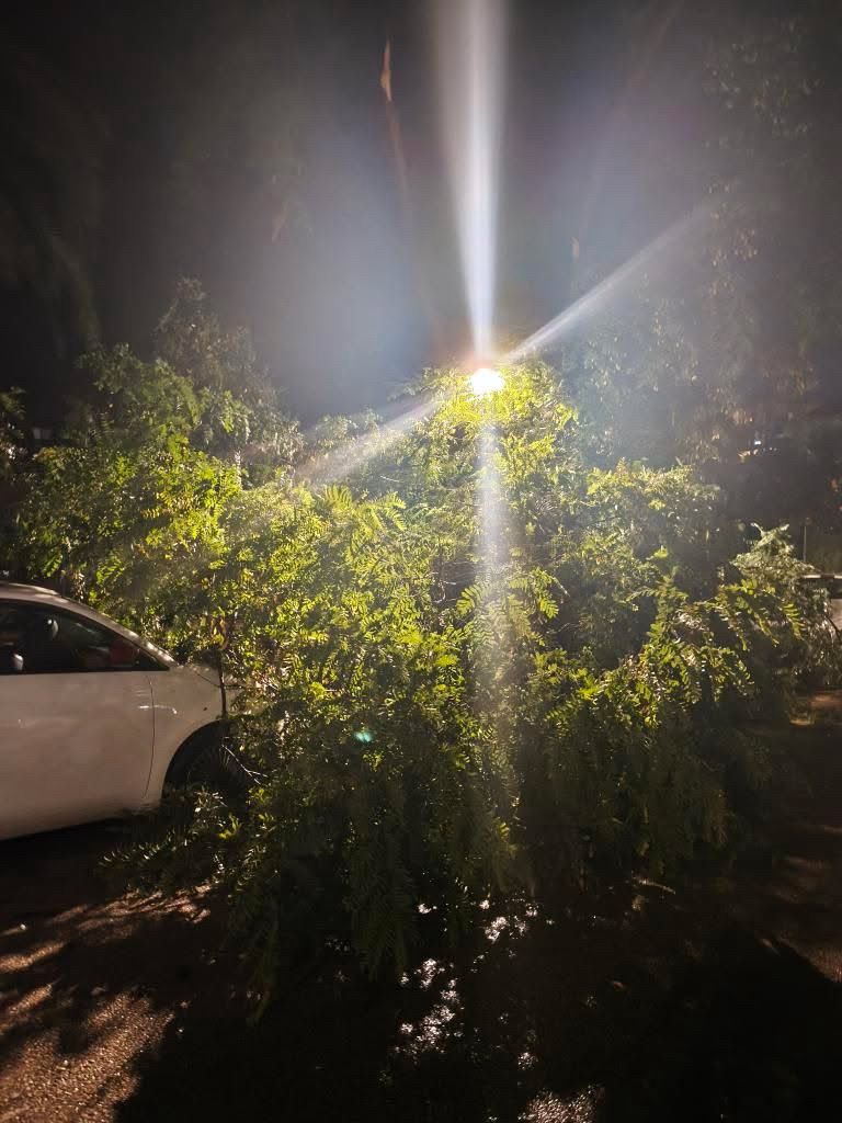 Uprooted tree falls on top of car