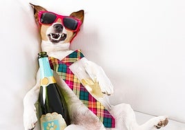 Drinking and not getting a hangover, a mission... almost impossible