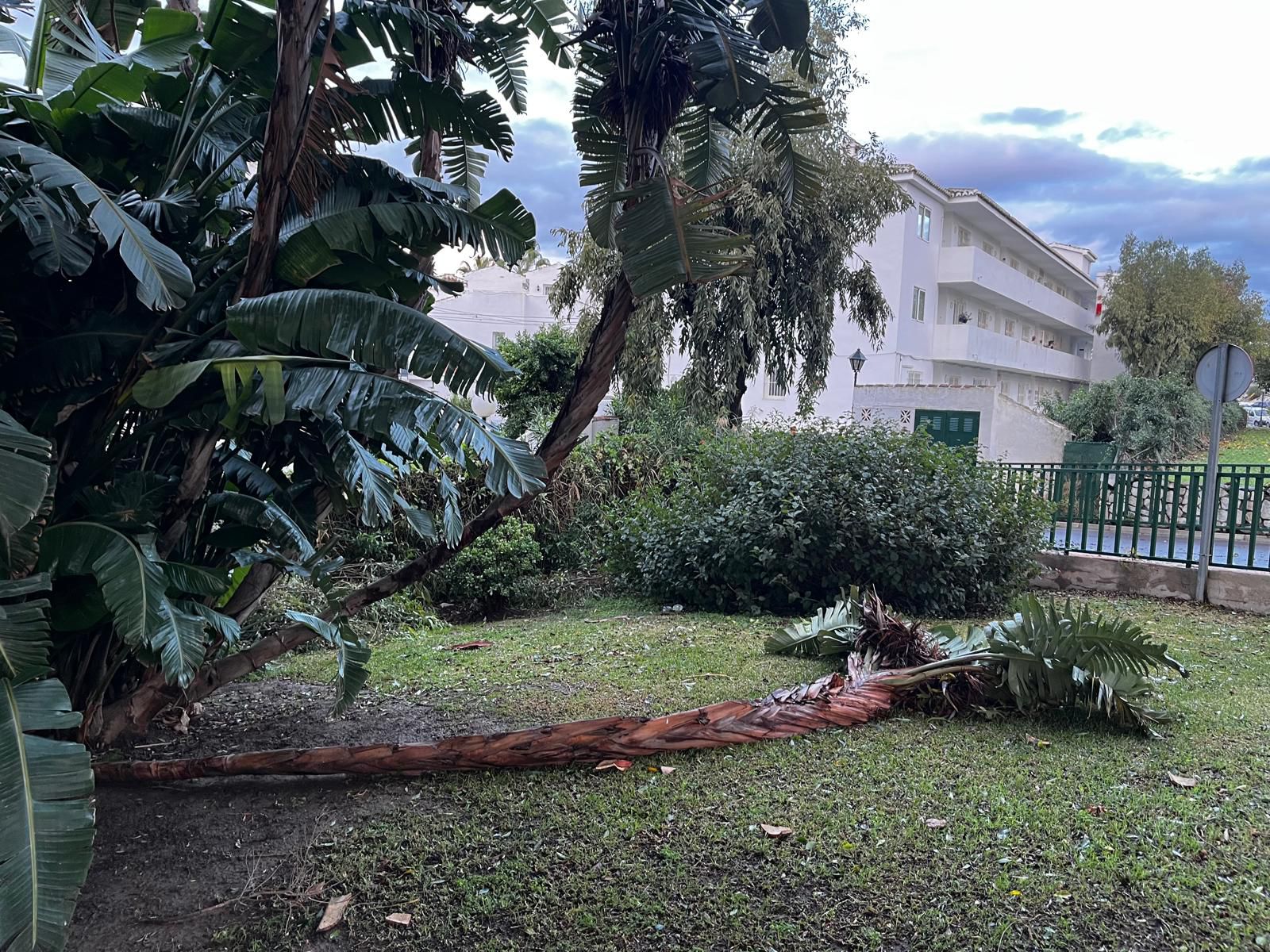 Wind damage in Mijas, where trees have fallen as well as some of the Christmas lights