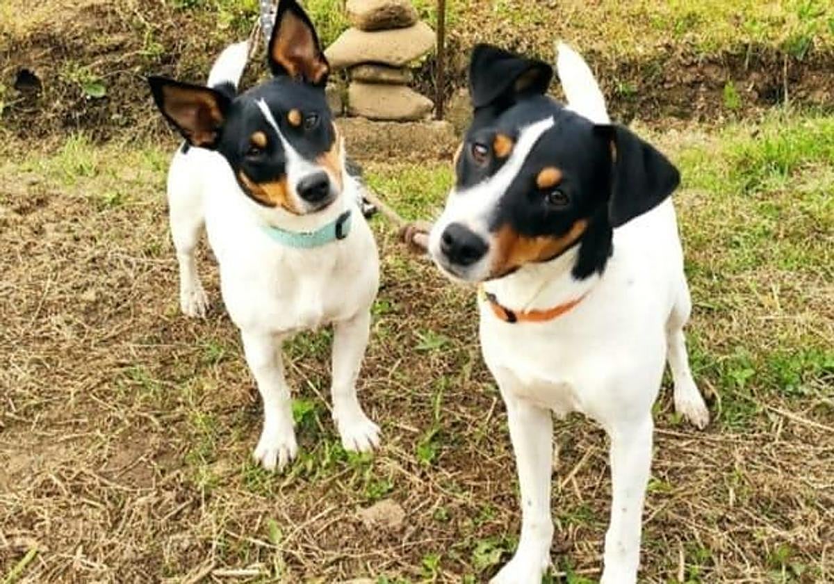 EU to implement new legislation relating to cats and dogs from 2028