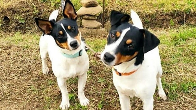 EU to implement new legislation relating to cats and dogs from 2028