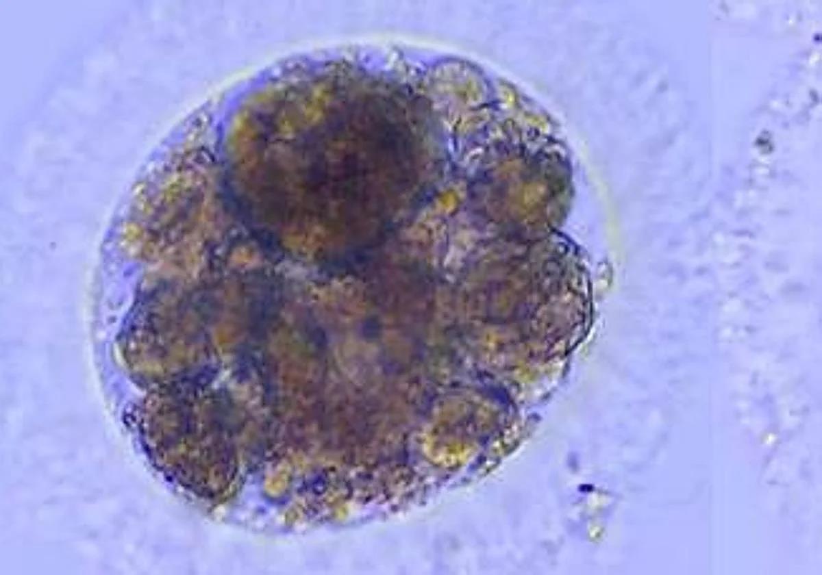 Iberian lynx embryo.