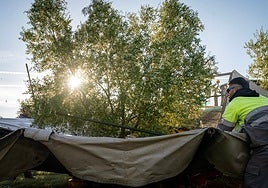 A farm worker harvesting olives.