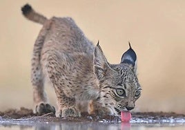File image of an Iberian lynx cub.