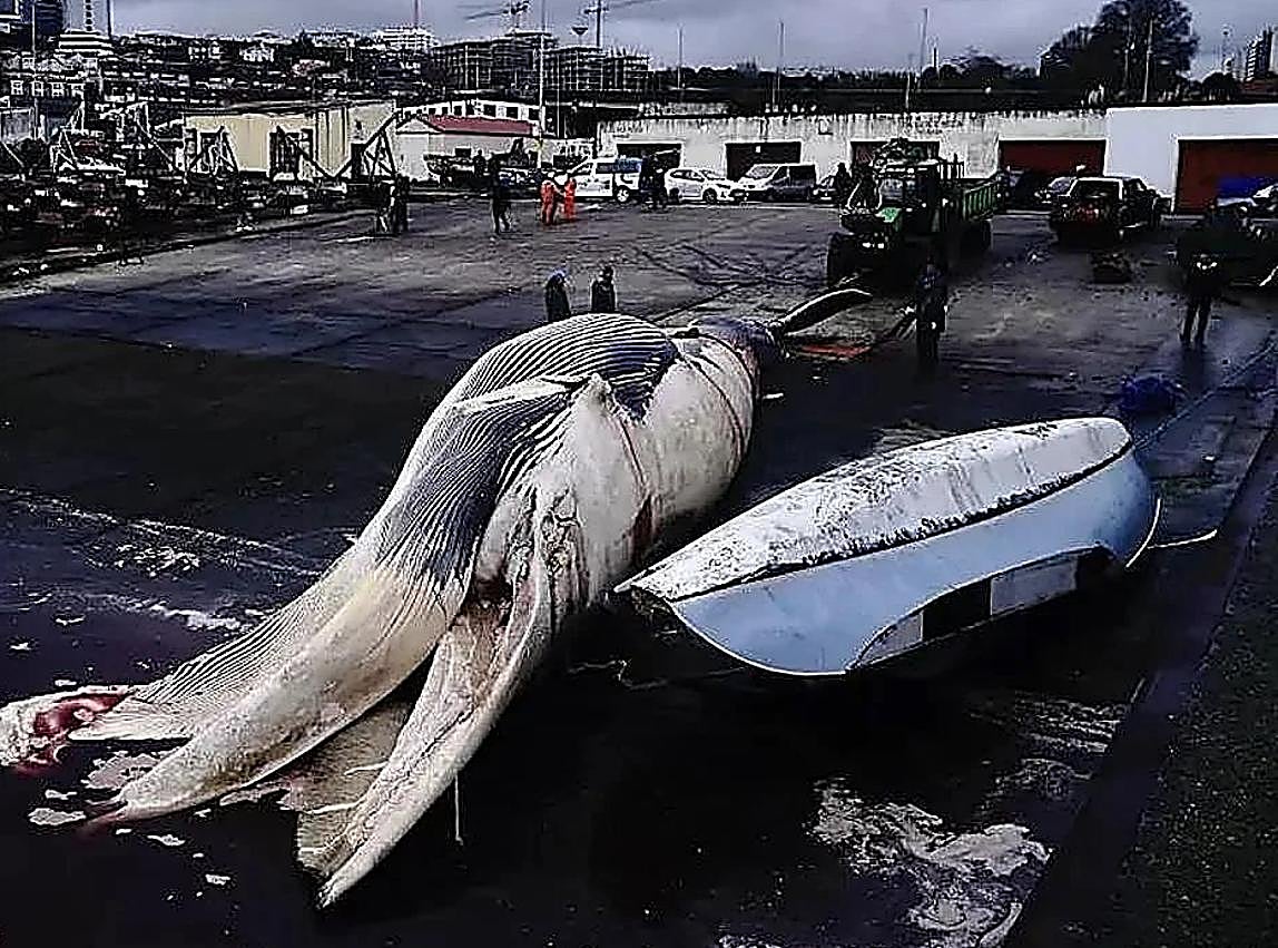 Imagen secundaria 1 - Large-scale operation to remove 25-metre whale washed ashore in northern Spain