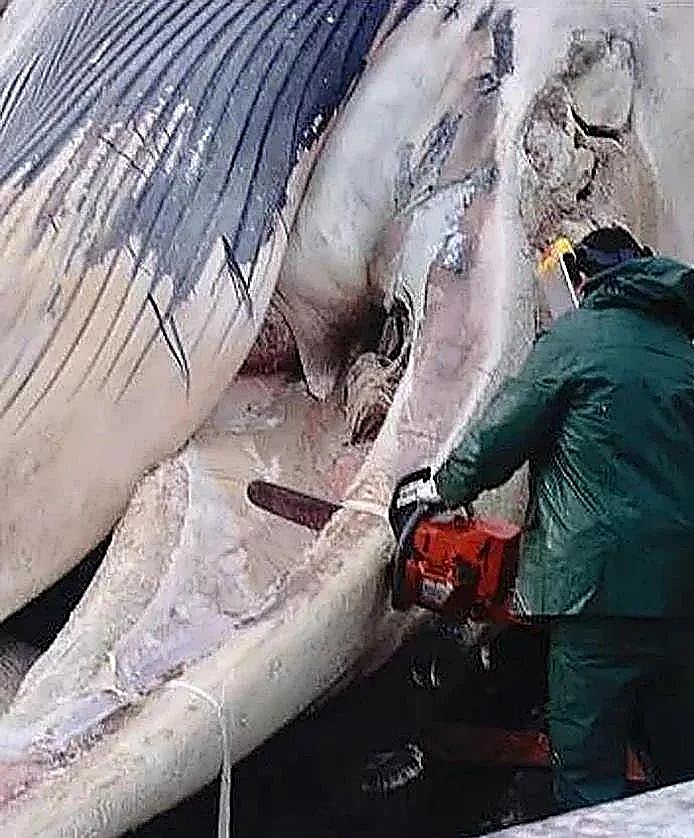 Imagen secundaria 2 - Large-scale operation to remove 25-metre whale washed ashore in northern Spain