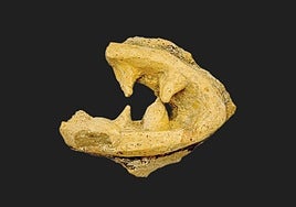 Part of a grotesque mask found at Cerro del Villar.