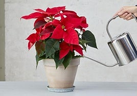 Experts advise how to care for your poinsettia so it lasts beyond Christmas