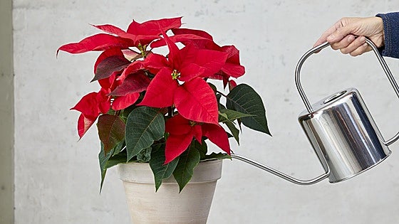Experts advise how to care for your poinsettia so it lasts beyond Christmas