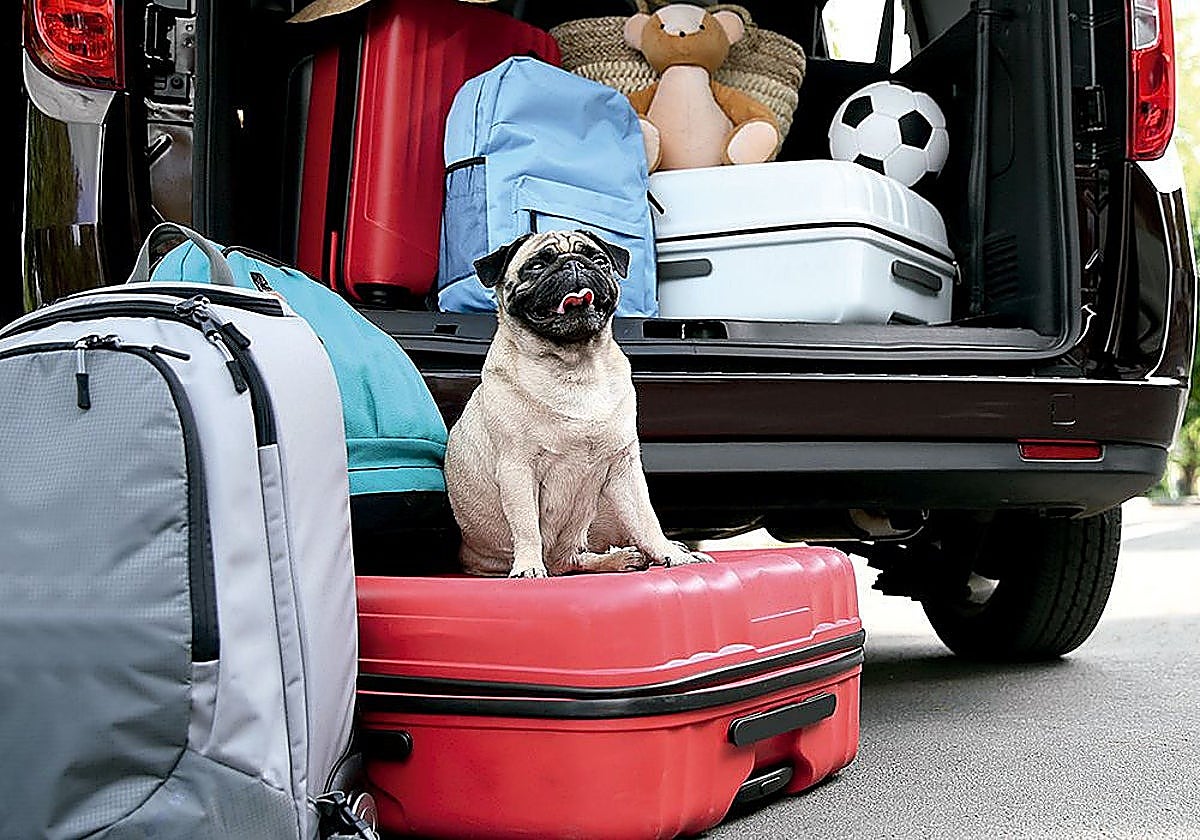 Spain fails in 'pet friendly' roadside service stations ahead of Christmas exodus