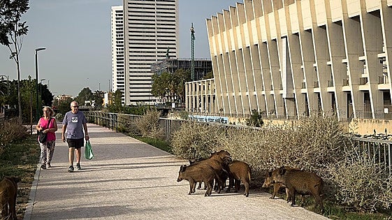 Malaga awards contract to control presence of wild boar and feral pigs with archers