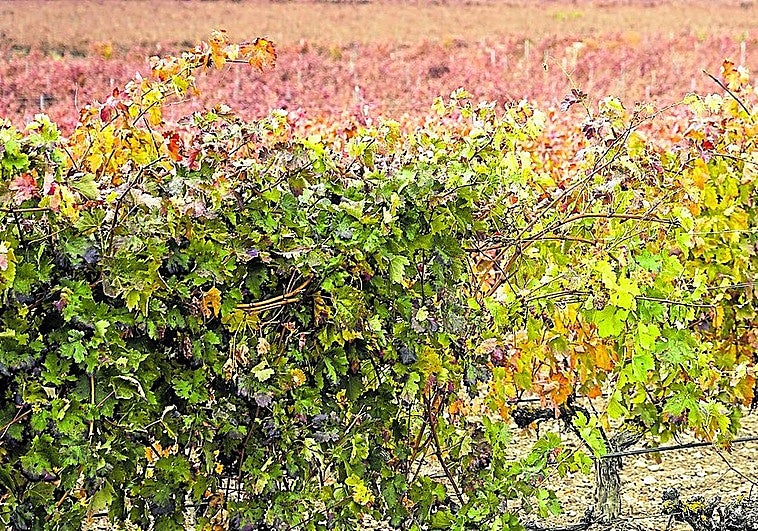 Andalucía's forgotten red wine