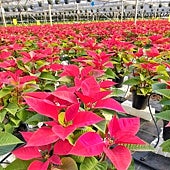 Imagen - Almería province is the European leader in the production of this 'Christmas flower'. Most of it is grown in El Ejido, where there are 17 poinsettia producers 