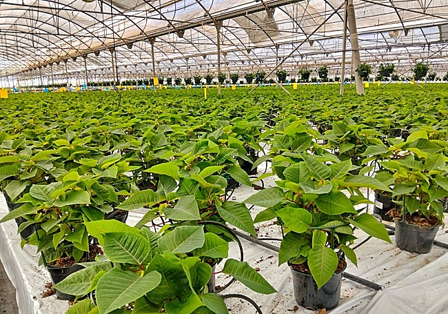 Before changing to red.