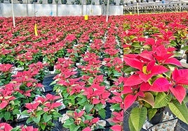 Joepasur's poinsettias.