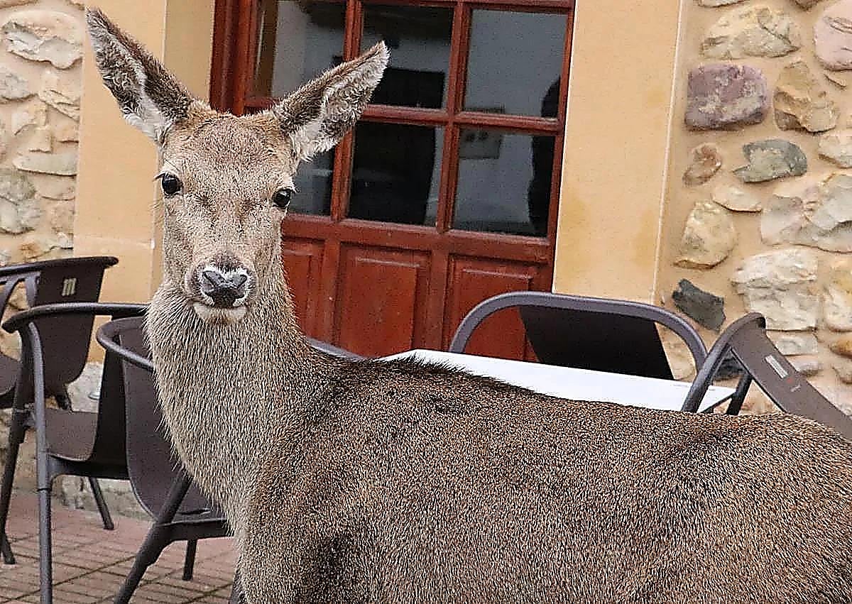 Imagen secundaria 1 - Pepa with Javier Alonso