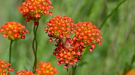 Gardening in southern Spain: Lasiosiphon rubescens