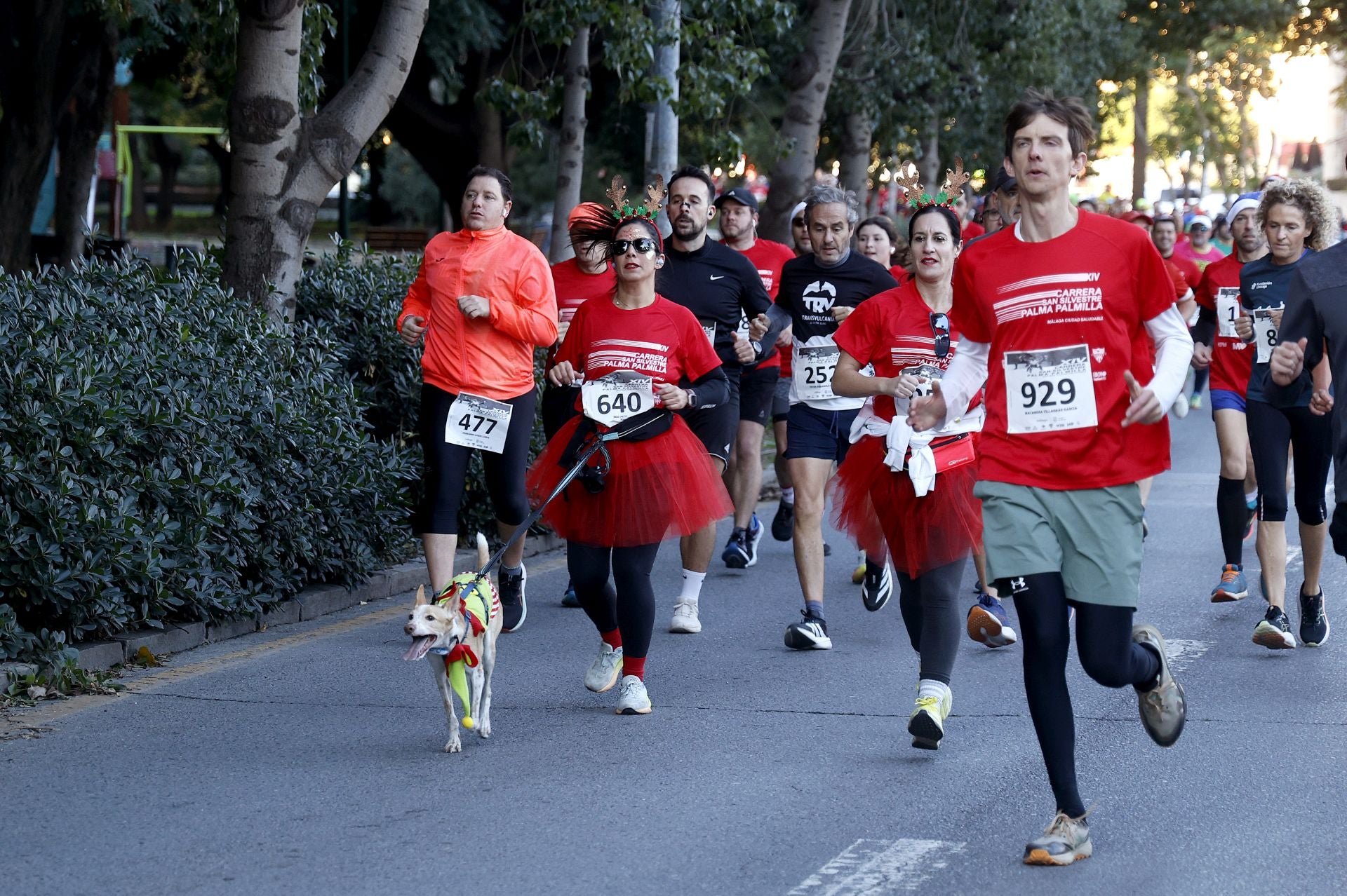 Malaga's charity San Silvestre fun run - in pictures