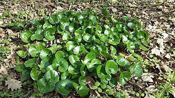Gardening in southern Spain: European wild ginger