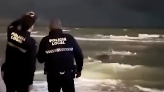 Giant dolphin stranded for several hours on beach in Malaga province