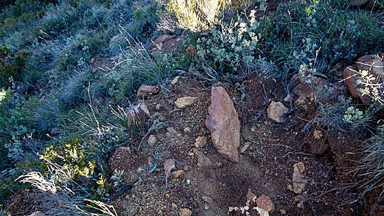 Investigation opened regarding the removal of protected flora in Sierra Bermeja