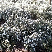 Convolvulus cneorum.