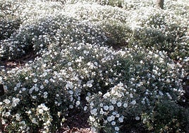 Convolvulus cneorum.