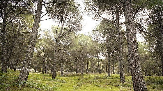 Ronda's periurban park completes its biggest refurb in 25 years, costing nearly 400,000 euros