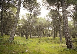 View of the trees in this parkland after all the clearing, cleaning and improvement work.