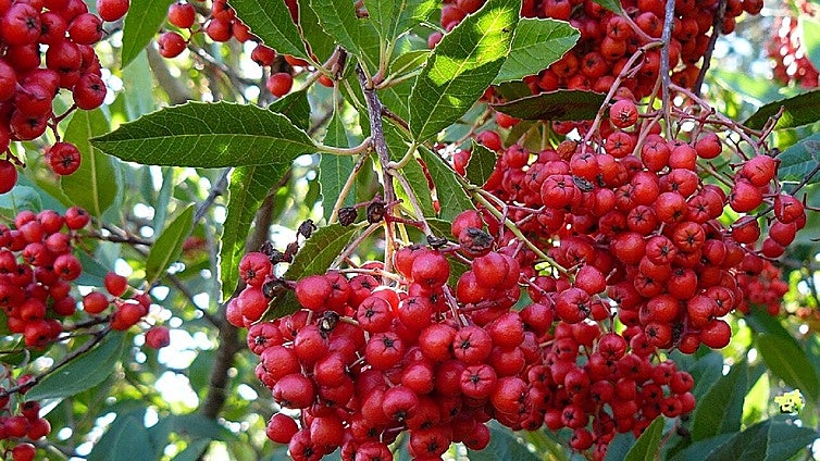 California holly