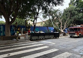 The ficus tree that fell on the facade of CEIP Eduardo Ocón on Wednesday.
