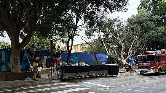 Malaga Urban Safety: risk of falling trees threatens school children