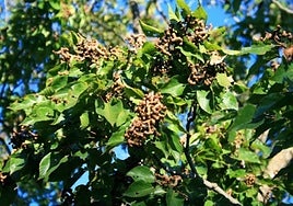 Hovenia dulcis showing swollen fruit stems.