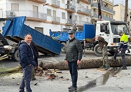 Felling of palm trees in Salobreña.