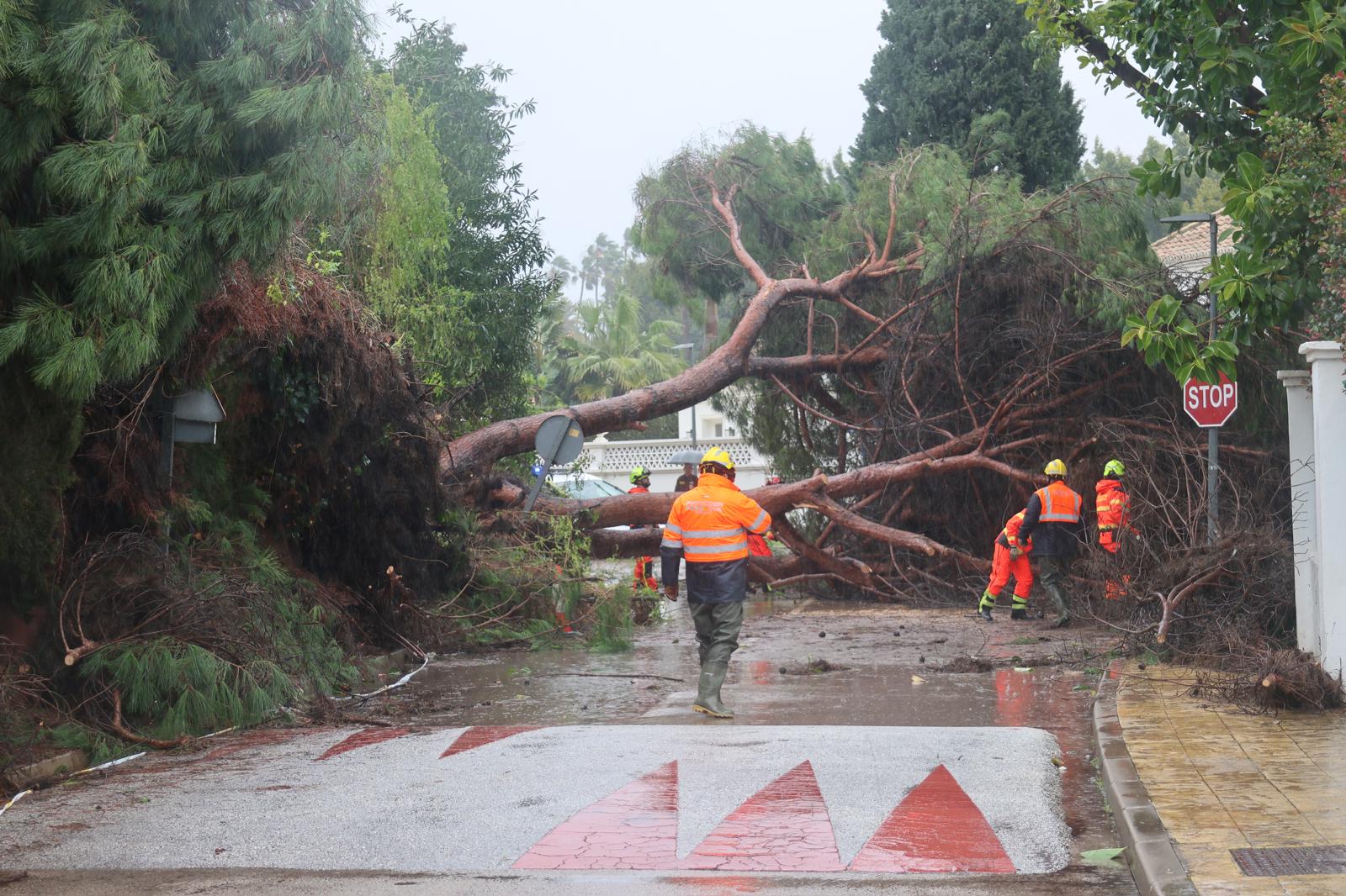 Fallen tree in Marbella. 