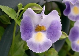 Torenia fournieri.
