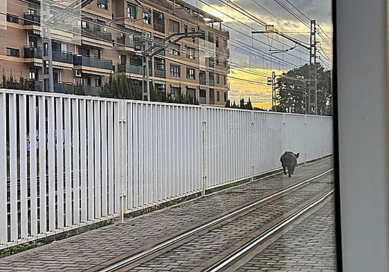 Valencia: wild boar wanders into metro tunnel, holding up rail services for three hours