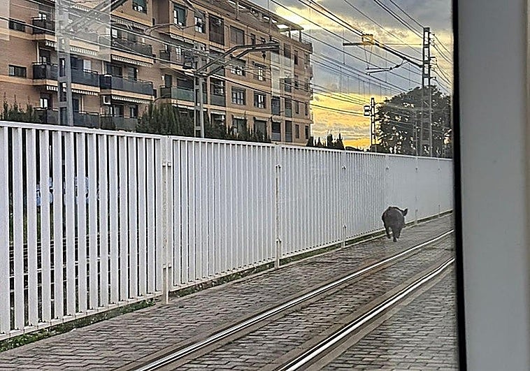 Valencia: wild boar wanders into metro tunnel, holding up rail services for three hours