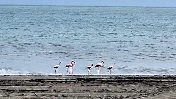 Malaga fauna: Pink flamingos on prolonged visit in Estepona