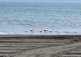 Flamingos on the beaches of Estepona.