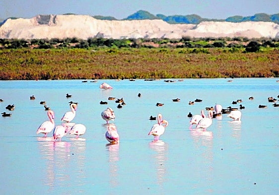 Doñana National Park gets some relief from heavy rains, but Spain’s iconic wetlands still face a deep water crisis...