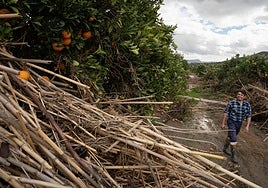A farmer walkng through a citrus grove after the storms in Malaga