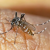 Tiger mosquito specimen on the skin of a person.