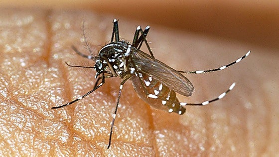 Malaga health: storms bring mosquito season forward