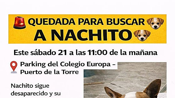Malaga city neighbourhood mobilises search for Nachito, a 16-year-old dog missing since Monday