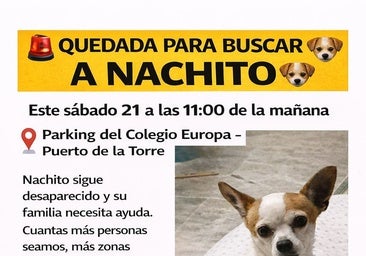 Malaga city neighbourhood mobilises search for Nachito, a 16-year-old dog missing since Monday