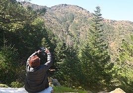 A visitor taking a photo of the fir forest in the Sierra Bermeja, Malaga.